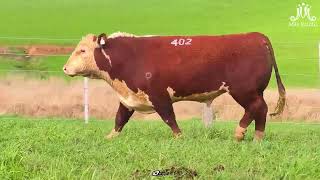 LOTE 06 Tat Z402 - LAGUNERO - LEILÃO 10-09-22
