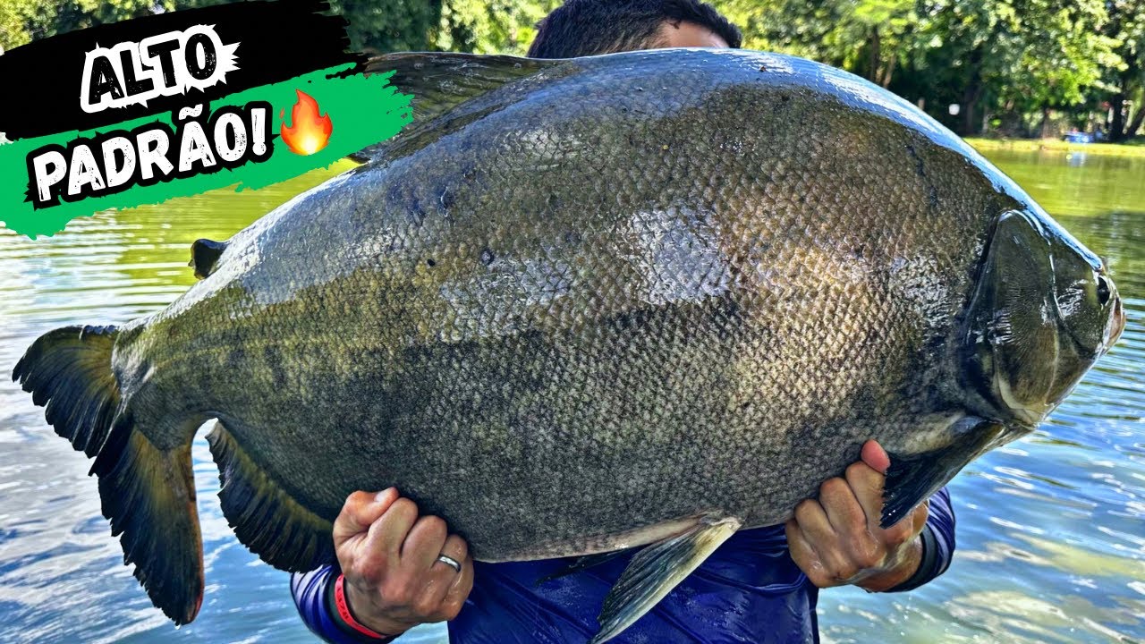 TAMBACU GIGANTE DE 27KG NO PESQUEIRO PEXE GORDO!
