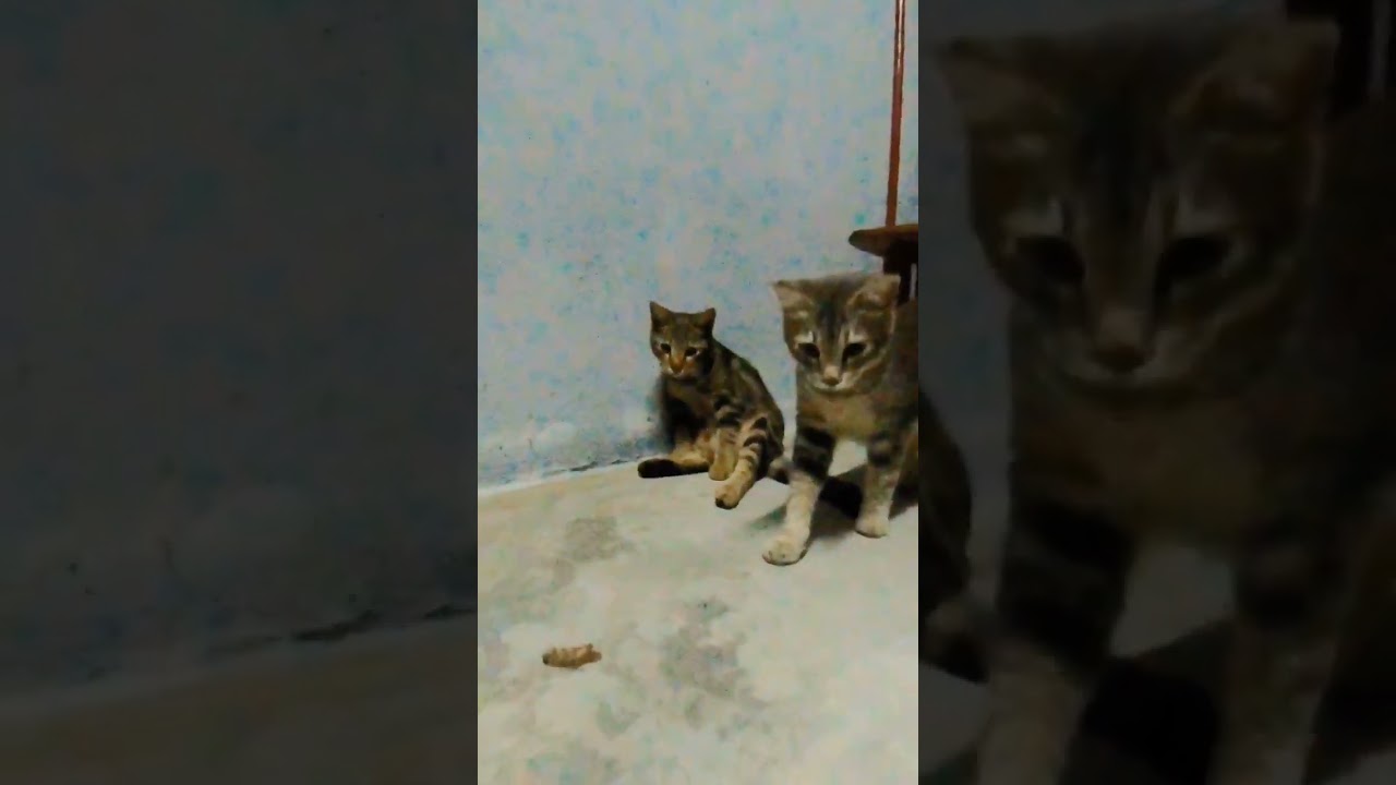 Cats playing with cockroach