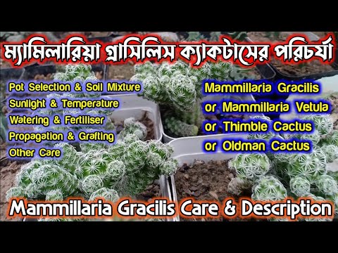 How to Care Mammillaria Gracilis or Thimble Cactus | ম্যামিলারিয়া