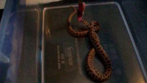 stimson python feeding