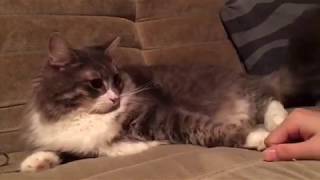 実家に慣れてきた猫 ノルウェージャンフォレストキャットA cat who is used to the place.Norwegian Forest Cat.