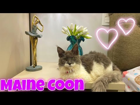 Vídeo: Gatos em vista: Maine Coon