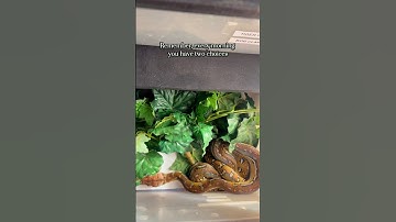 Baby anthrax reticulated python #snakes #reptiles ￼