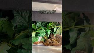 Baby anthrax reticulated python #snakes #reptiles ￼