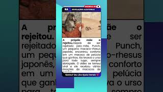 O Bebê Macaco que Sofreu Rejeição e Encontrou Conforto em um urso de pelúcia