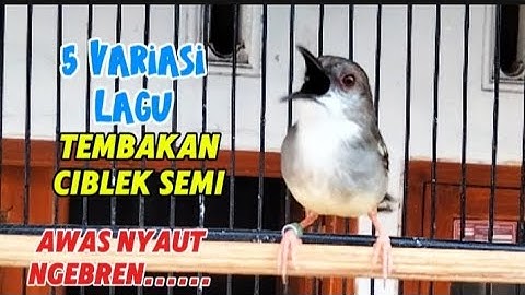 Masteran ciblek ngebren variasi suara ciblek semi Gacor nembak ngebren 5 variasi