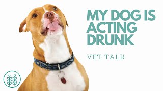 Q) My dog is acting drunk.  │ Twin Trees Vet Talk (FREE VET ADVICE PODCAST)