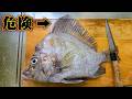 【兄貴にそっくり？】この危険な魚をソテーにします！へんなパインも...！？