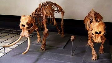 Practical Importance of Human Evolution - Population Genetics - Genetic Drift