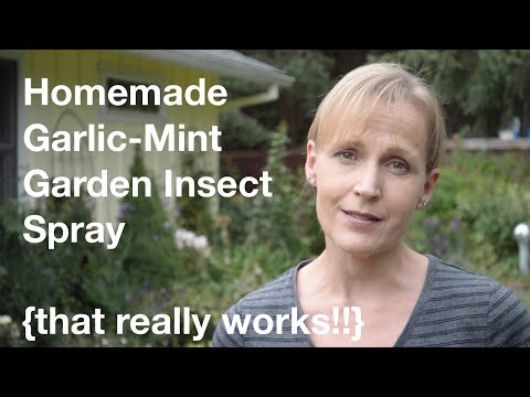 Homemade Garlic-Mint Garden Insect