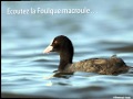 Ref:c667NKFDtk4 La foulque macroule