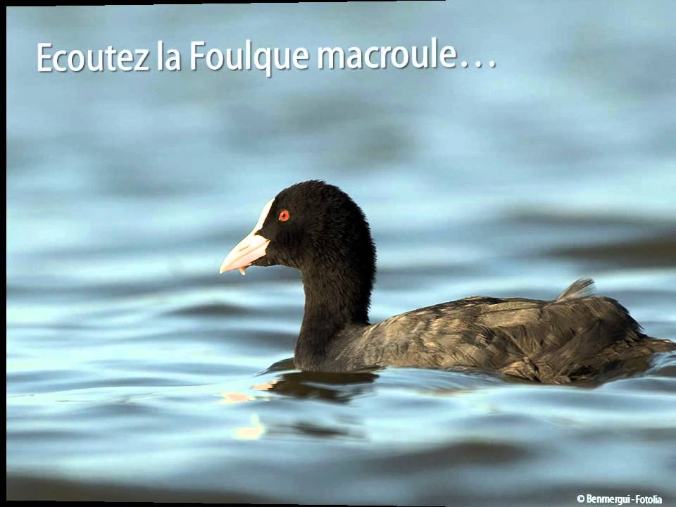 La Foulque macroule