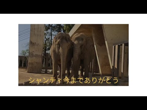 シャンティ今までありがとう