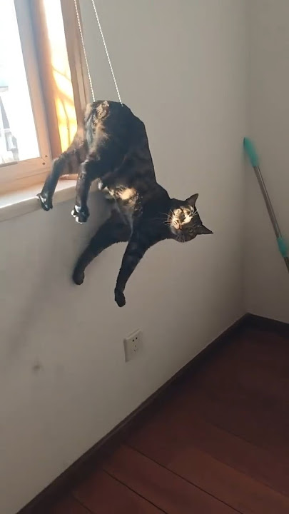 KUCING MINTA TOLONG SAMA MAJIKAN