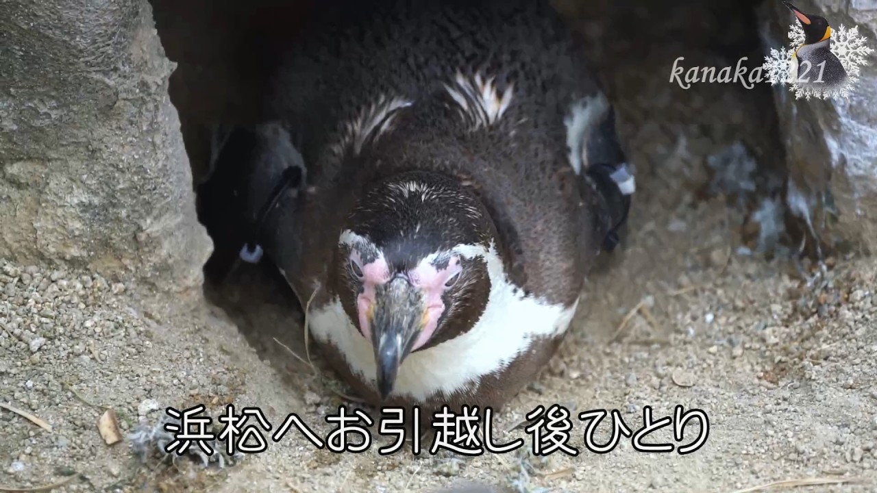 海響館 突っついたり求愛したり--恋の駆け引き