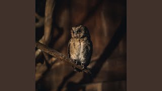 Breezy Nightfall