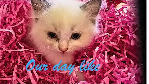 Video 6353681: kitten exploring, best cute kittens, adorable kitten