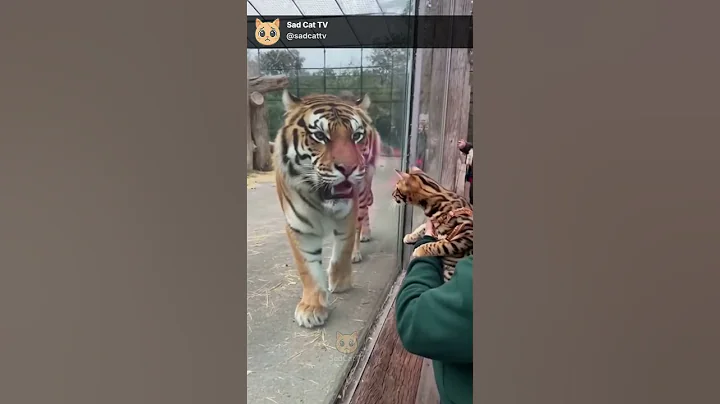 Video 11266701: bengal tiger cat, curious bengal cat, spotted bengal cat, scared cats