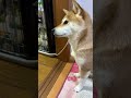 This Shiba Inu Keeps Giving Paw to Both Mom and Dad