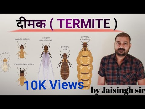 दीमक ( Termite ) || by Jaisingh sir || 12th agriculture & JET