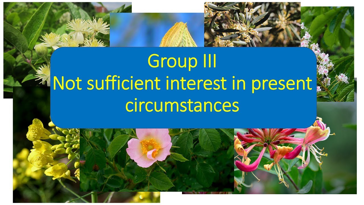 Bach Flower Therapy Online Course. Group III - Not sufficient interest in present circumstances