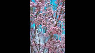 #cover #music #hadith #hadith #nature #nature #islamicshorts #islamicshorts #beautiful #quran #cover