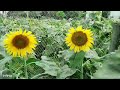 Sunflower Flower Beauty of সূর্যমুখী ফুল Nature, Farming & Benefits