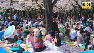 4K HDR Japan travel 2025 | The most beautiful Cherry blossoms in Tokyo  |  Best sakura viewing place