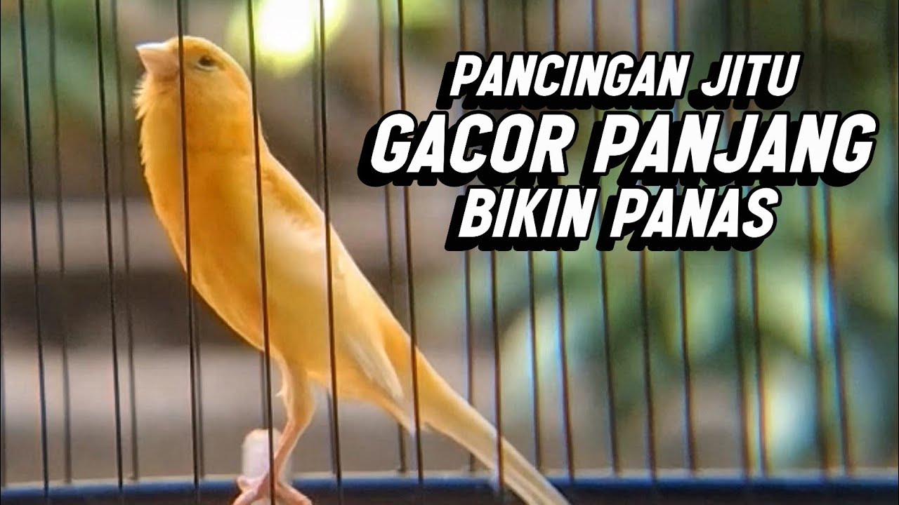 KENARI GACOR PANJANG Emosi Cuit Cuit NGEROL AMPUH utk Pancingan Kenari Paud dan Masteran Murai Batu