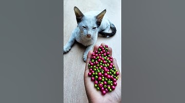 Satisfying ✨ ASMR Barsik Reverse Cat Beads 😻#shorts #cat #asmrvideos #beads #satisfying