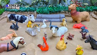 Kids Fun Learning: Harmless Animals in Muddy Adventure! Cow, Duck, Goose, Cat, Dog, Rat, Hen