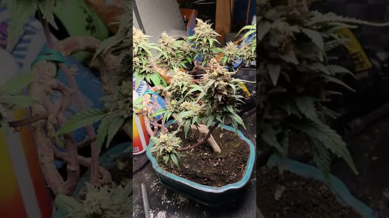 Cannabonsai Flower week 8 Fem seeds w colloidal silver Cannabis indoor Fecida  3x3 @simproformula