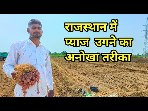 प्याज उगने का अनोखा तरीका राजस्थान के अन्दर