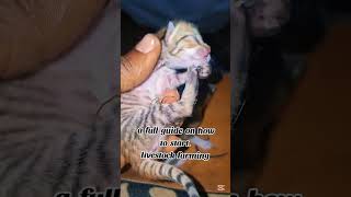 Rabbit farming in nigeria, kwara state Rabbit farming in nigeria, kwara state