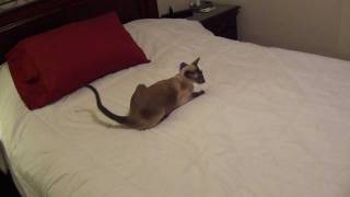 siamese cat plays fetch