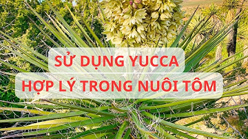 #72 Sử dụng Yucca hợp lý trong nuôi tôm