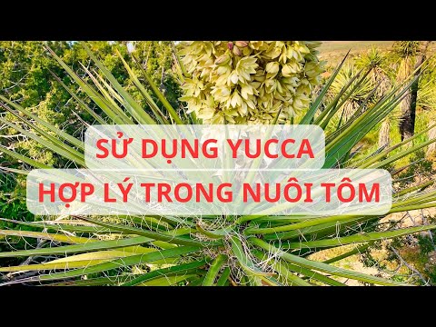 Video: Các loại Yucca - Các loại cây Yucca khác nhau được sử dụng để làm gì