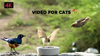 Birds for Cats to Watch 🐦Chirping Birds Sounds - 4K CAT TV by Best Cat Games & Videos 1,616 views 4 months ago 3 hours, 13 minutes