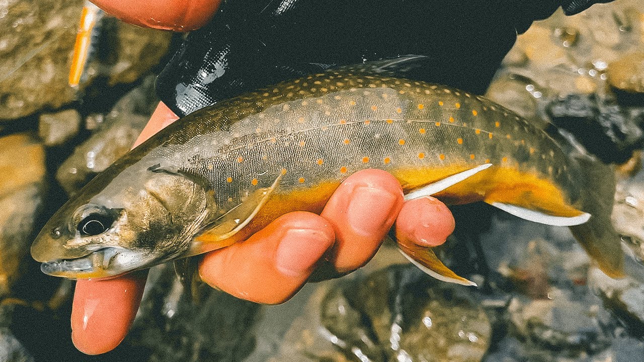【北海道渓流釣り】札幌近郊小渓流でオショロコマが釣れました