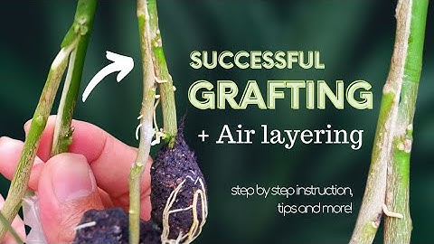 Grafting and Air Layering | Made Easy with Step by Step Instruction - Fruit Tree Propagation