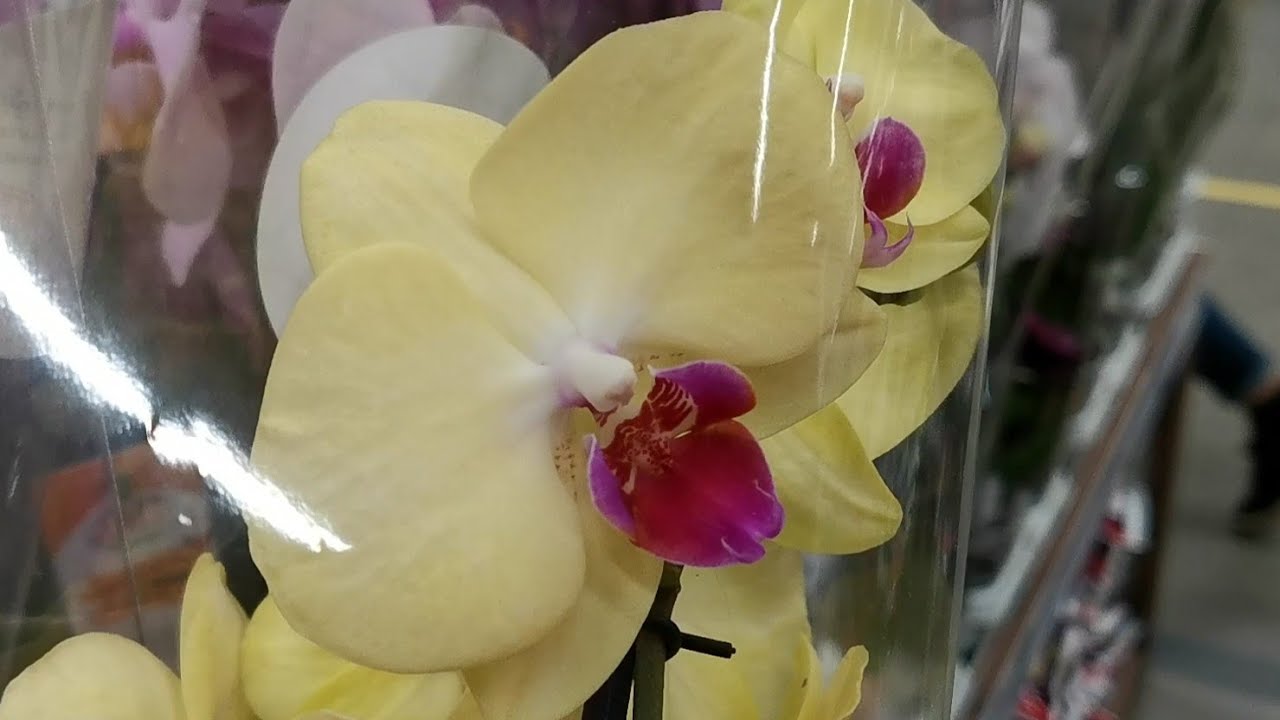 Alabaster, Cambridge и другие орхидеи с названиями в магазине Леруа ...