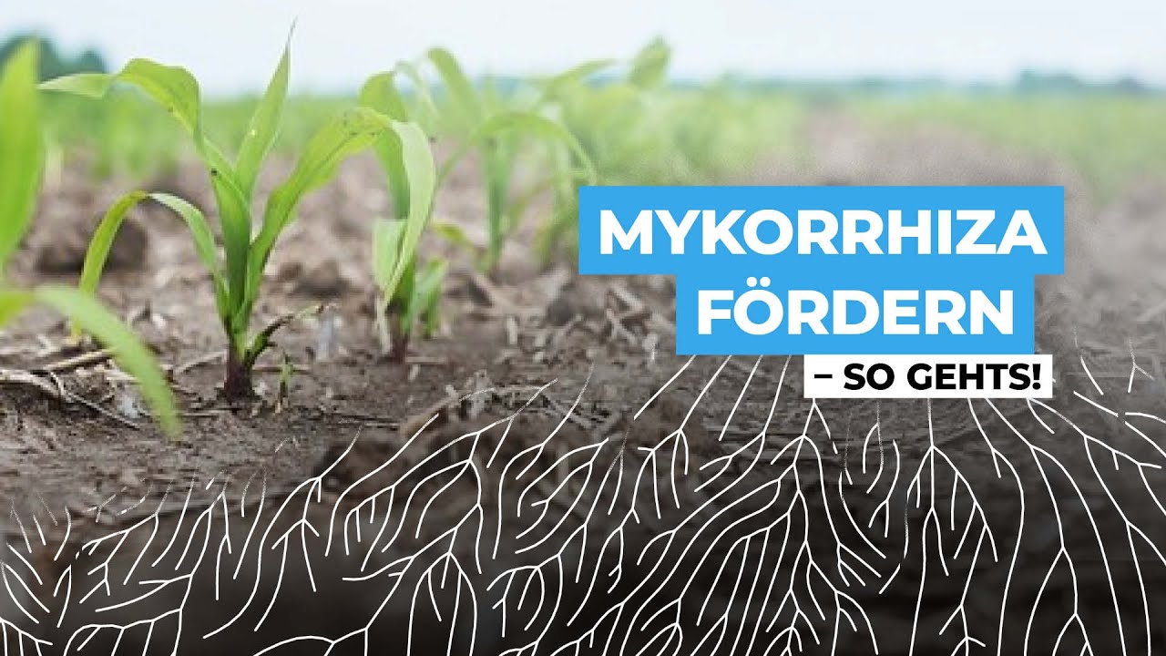 Mykorrhiza verstehen & nutzen – So stärkst du deinen Boden nachhaltig