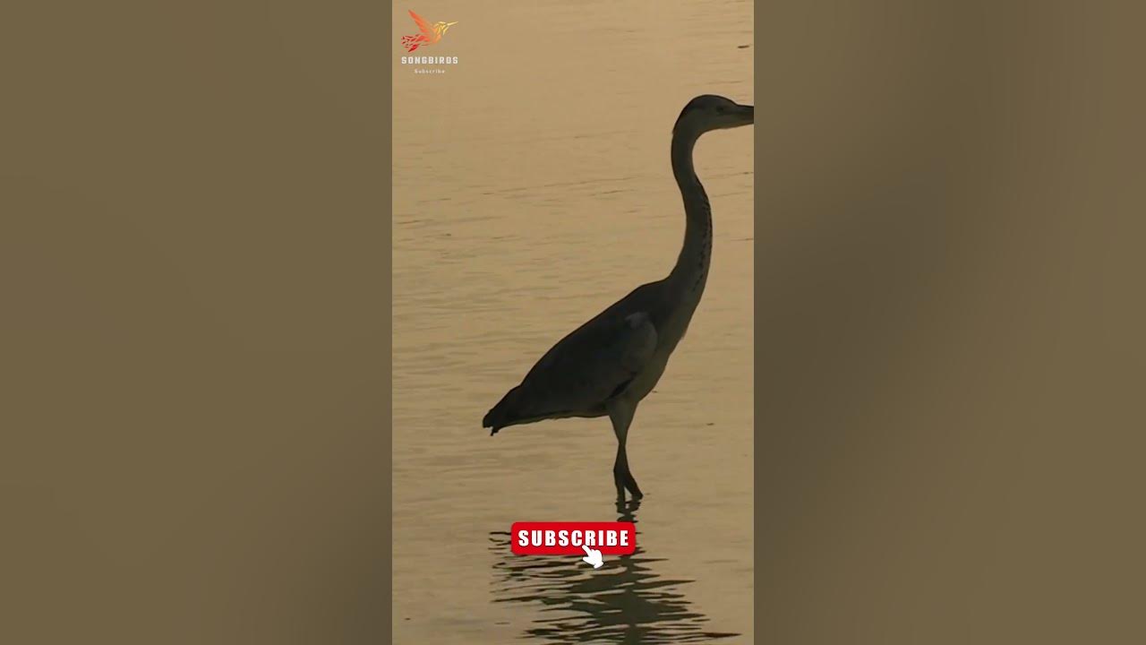 Great Blue Heron sound, Bird Call & Video shorts nature birds 