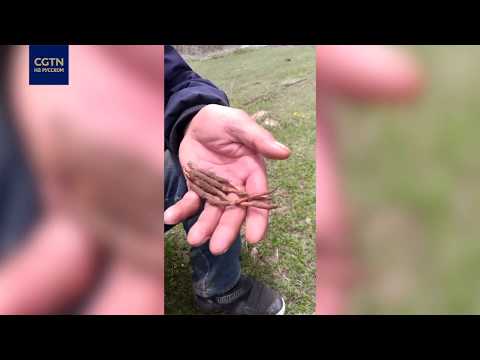 В поисках кордицепса