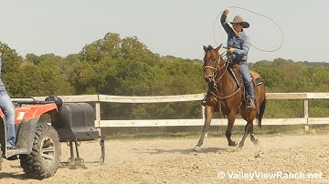 Minnys Bay Jackette - breakaway roping! - ValleyViewRanch.net