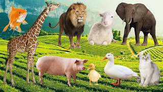 49 Cute Animal Sounds 🐱🐮🐑🐯 🐶🐈‍⬛🐘🦒Fish, Cow, Elephant, Lion, Dog, & Sheep Sounds |  Animal Moments screenshot 5