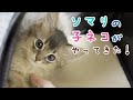 生後２ヶ月のソマリの子猫がやってきた♪