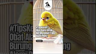 Ini dia tips alami yang ampuh untuk mengobati kenari yang sedang sakit pilek #TipsKenari