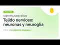 Tejido nervioso: Neuronas y neuroglia | Biología | Sistema Nervioso | V3 | Egg Educación